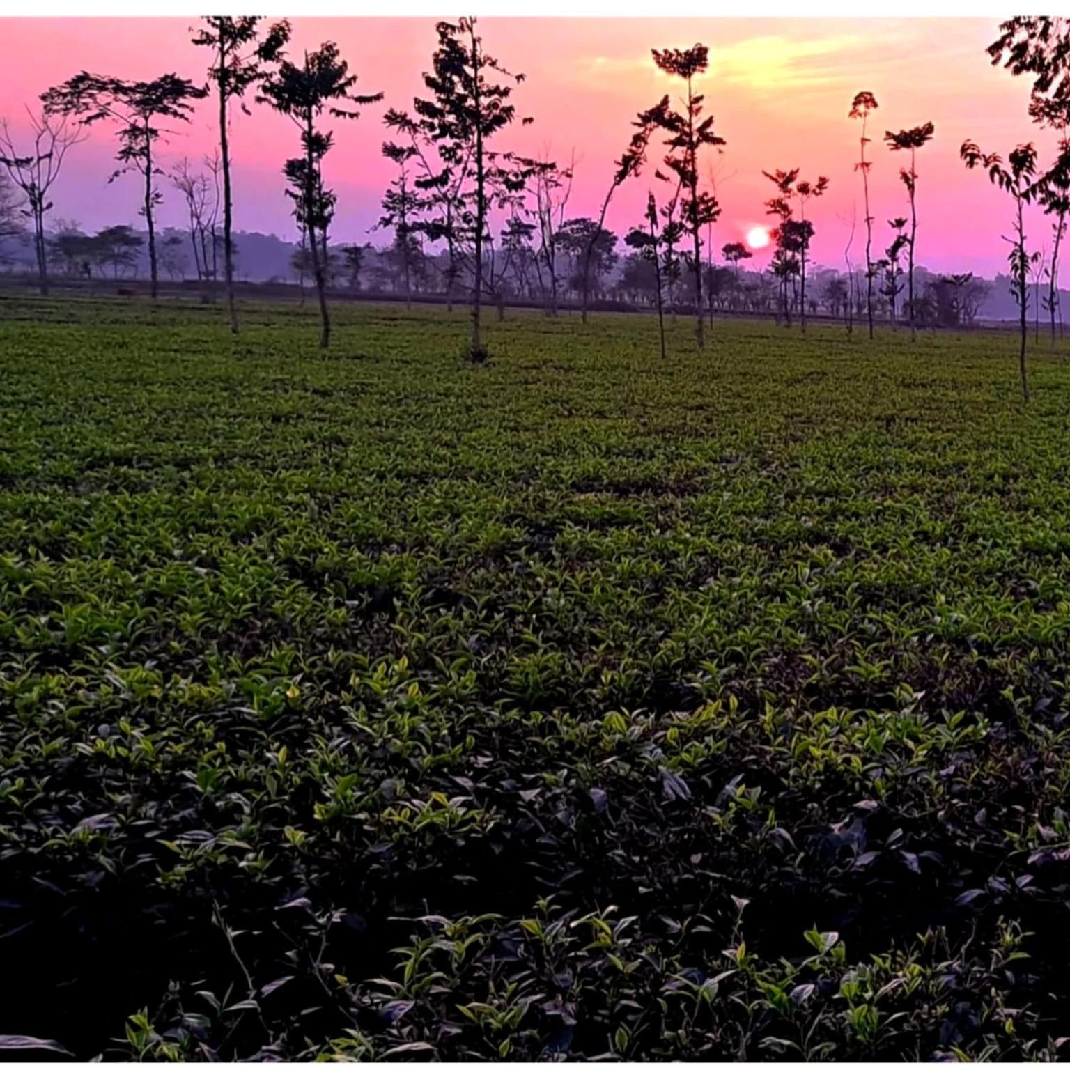 Krishna Farms And Village Resort Siliguri Exterior photo